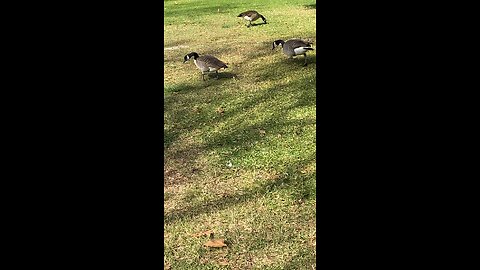 Canada Goose 🪿 #canadagoose #goose #followme #shorts #viral #trending