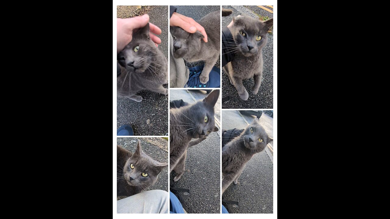 Meeting Recreational Cat after a year 💕