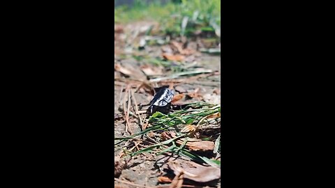 The incredible two-year transformation of a glow-worm.