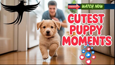 🐾 Paws & Pitfalls : The Hilarious Truth About Dogs in Minor Mishaps 🐾💥