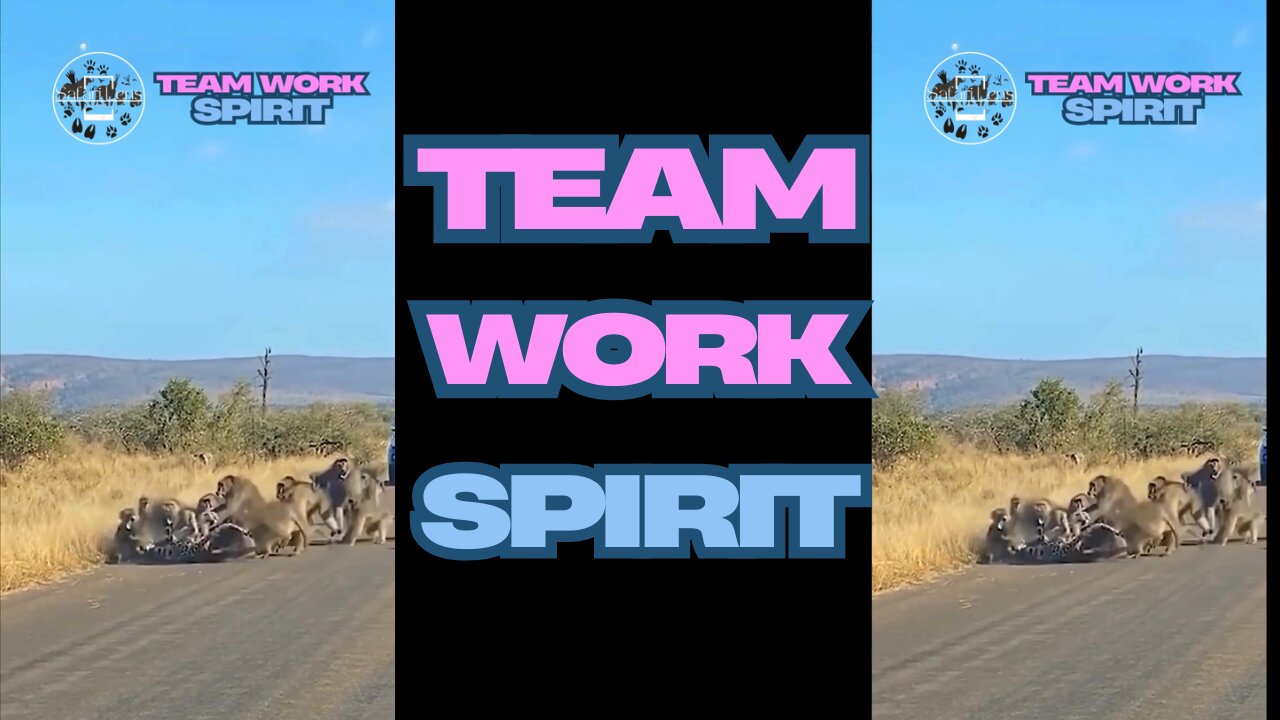 You Won't Believe What Happens When Baboons Meet Cheetah #teamwork #baboon #leapord #viralvideo