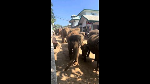 Welcome to Sri Lanka 🇱🇰
