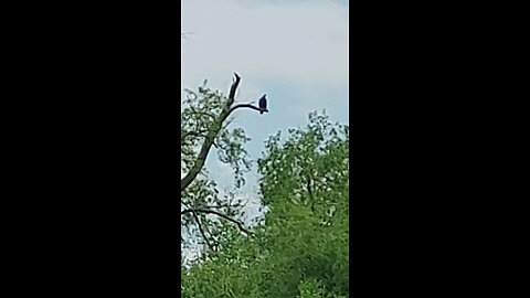 vulture take off 2of3