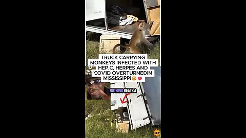 Why we giving animals viruses?