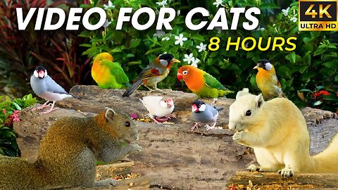 Wild Nature, Birds And Squirrels For Cats To Watch All Day - Video For Cats To Watch Birds