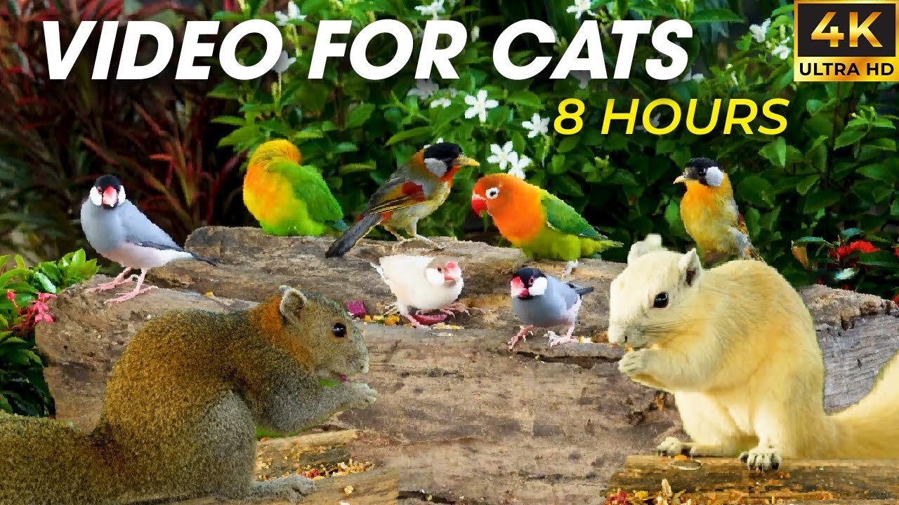 Wild Nature, Birds And Squirrels For Cats To Watch All Day - Video For Cats To Watch Birds