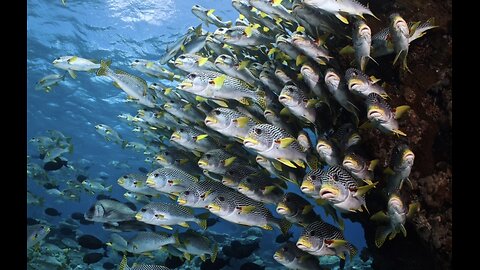 Epic Great Barrier Reef Dive Cruise!