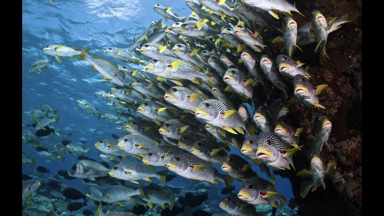 Epic Great Barrier Reef Dive Cruise!