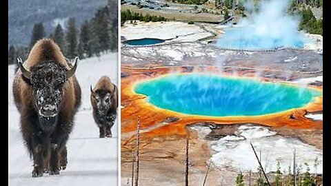 ANIMALS, What's ERUPTING? 🦗🐜🐞🦋🦫 🐂🦬🐻 🌊🌋🌊 #LarryHooverFree 🌀