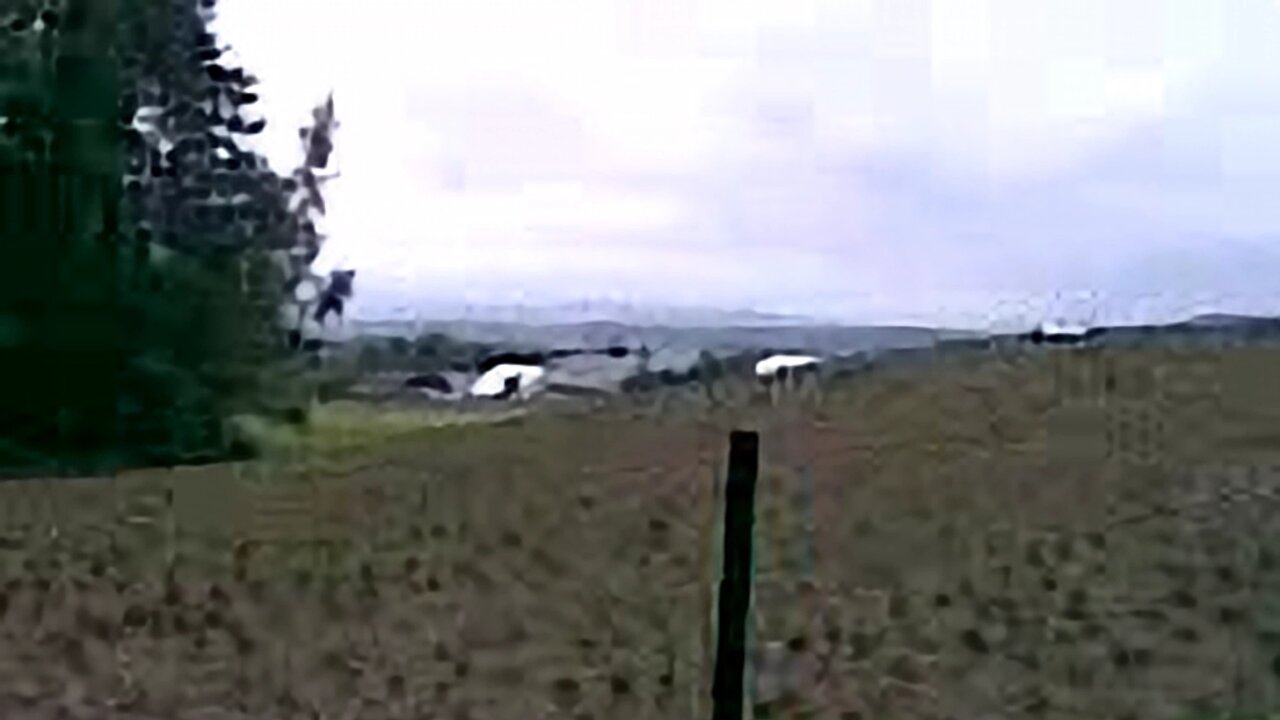 Suceava, 2009