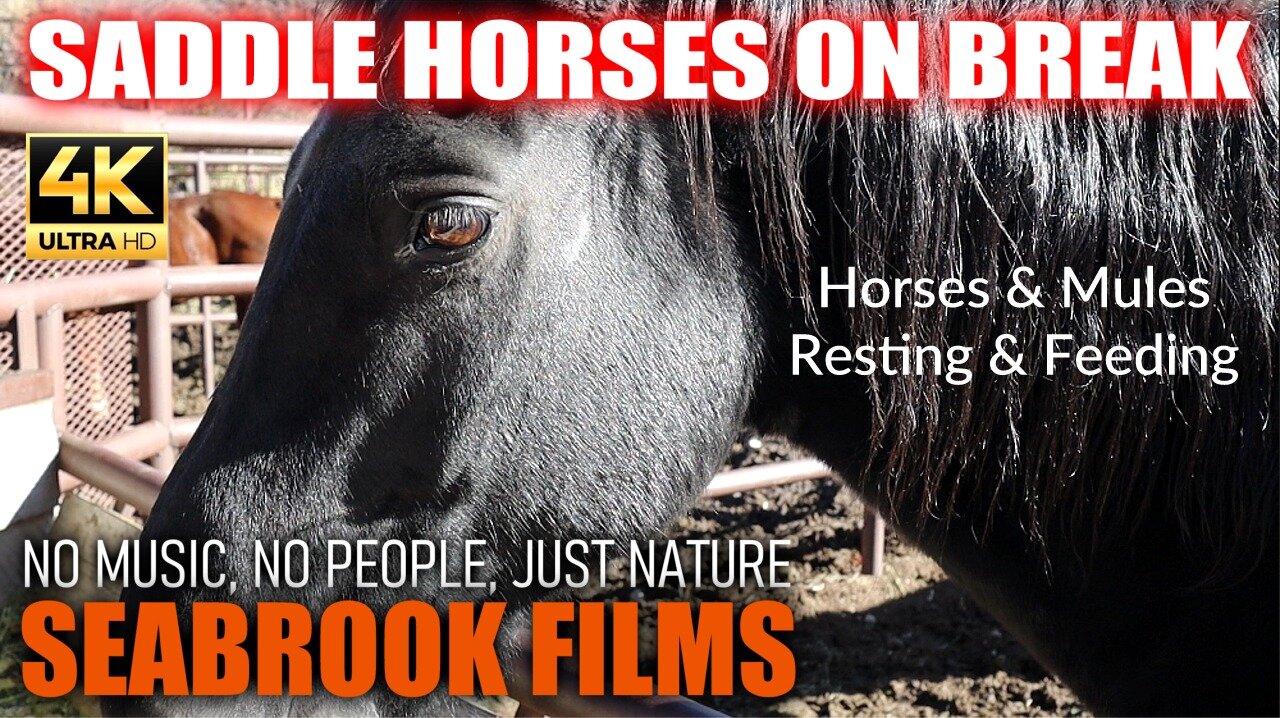 Saddle Horses on Break: Horses and Mules Resting and Feeding