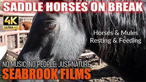 Saddle Horses on Break: Horses and Mules Resting and Feeding