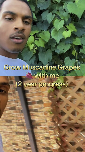 Grow muscadine grapes with me