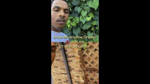 Grow muscadine grapes with me