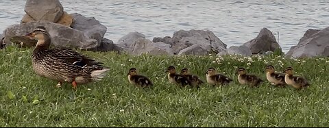 Tiny New Woodducks