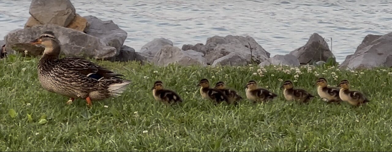 Tiny New Mallards