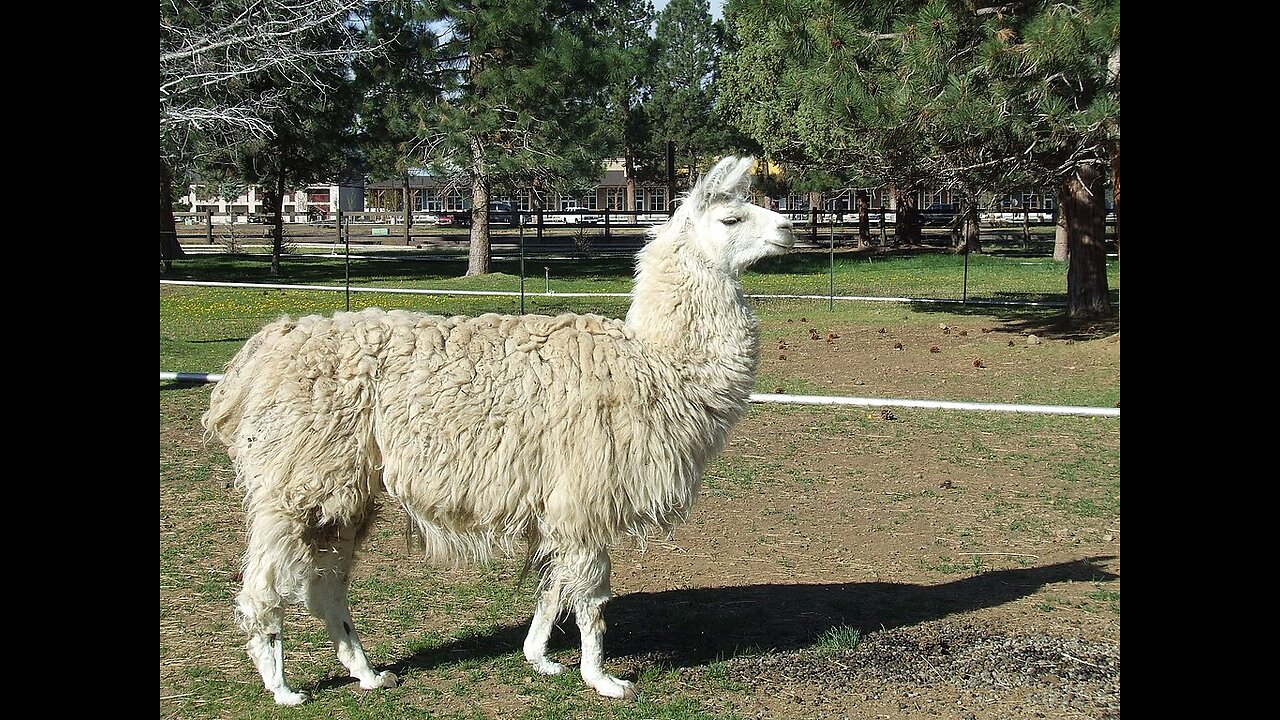 LLarmas