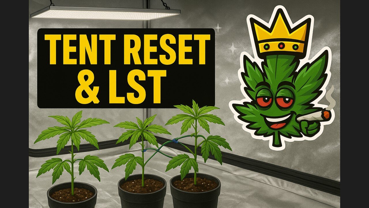 Grow Tent Reset 🌱 | Fresh Start & LST Training Begins