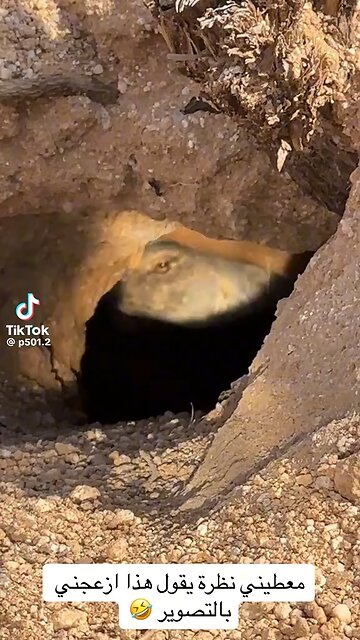 Do you see the dragon?