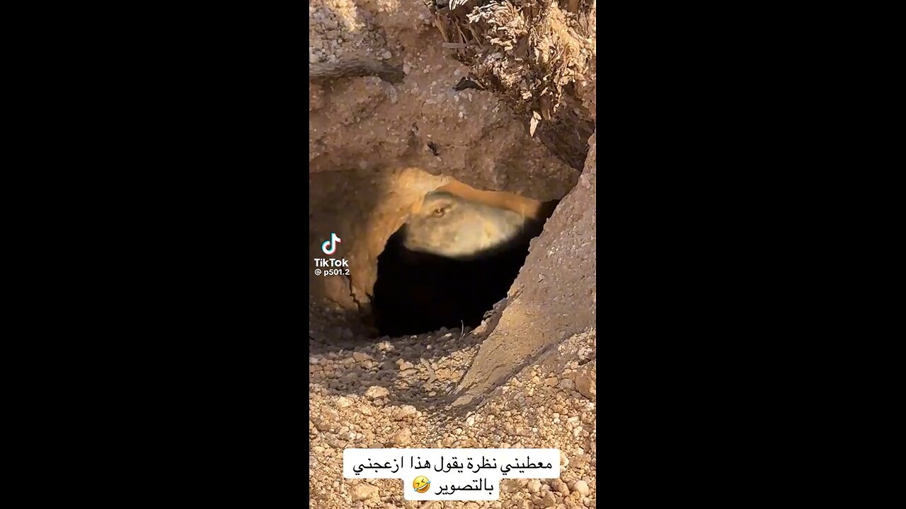 Do you see the dragon?