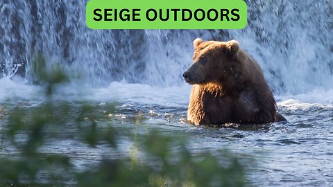 Katmai National Park Bear Feeding Live Stream!