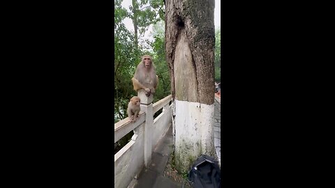 funny angry monkey