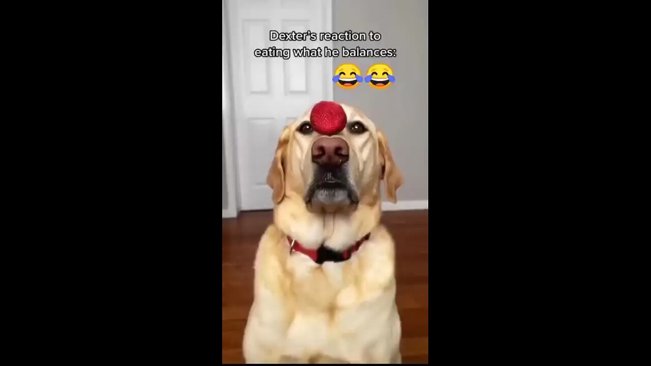 Smart attitude dog