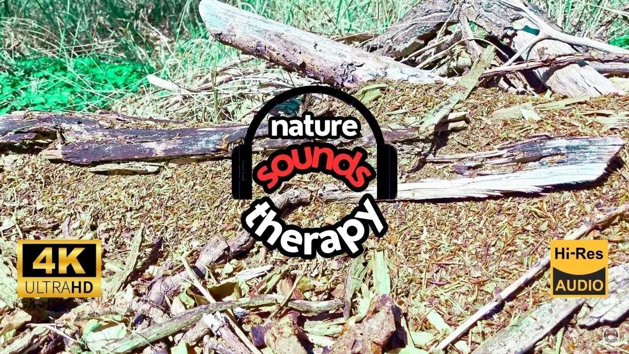 Spring in the Forest; Rustling Leaves, Ants & Birdsong 4K
