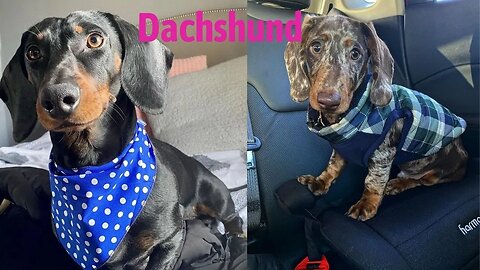 Wonderful Dachshund Dog Video Compilation, Best Time Living with Dachshund puppies Weiner Takca Dog