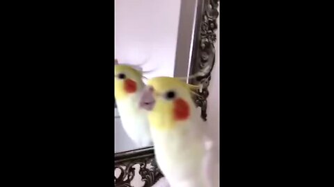 Funny animals, unexpected ending with hum