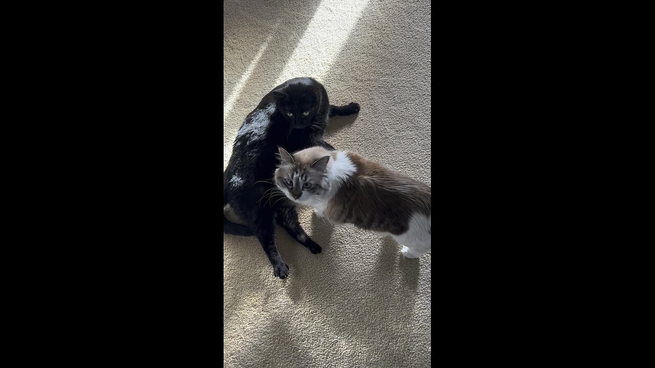 When cats fight