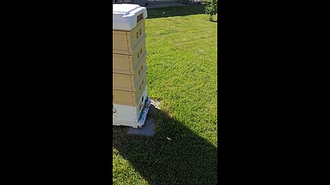 Busy Bee's