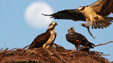 Osprey Family Feast Under a Full Moon