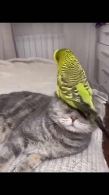 Parrots and cats live together in harmony!