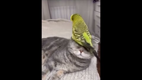 Parrots and cats live together in harmony!