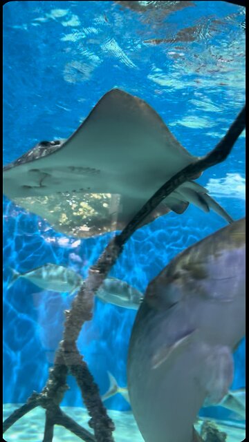 A Little Peek Inside the Aquarium