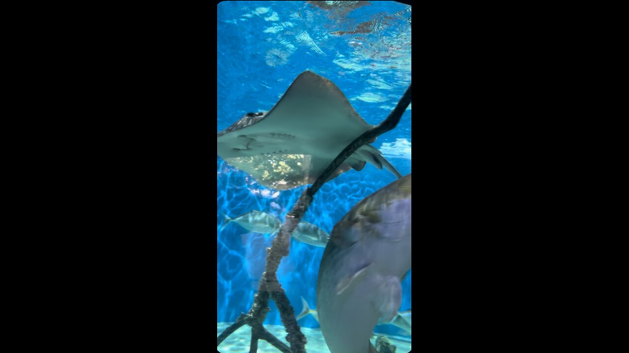 A Little Peek Inside the Aquarium