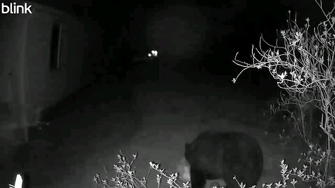 First Bear of 2025.