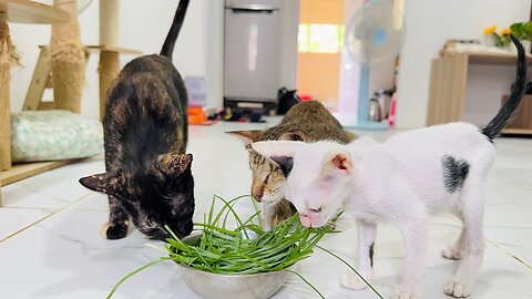 Cat eat grass… Are they cows? 🐱🌿💕