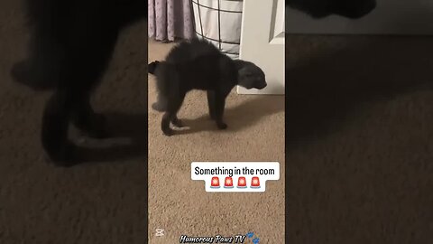 The Funniest 36 Seconds of Your Day!