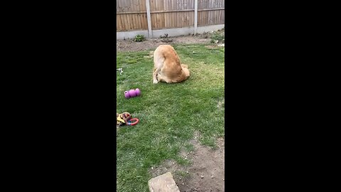 so funny😅#funny #doggie #viral