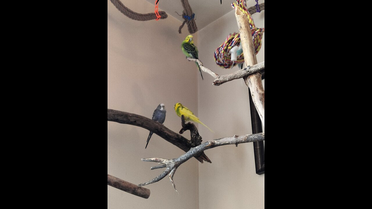 Captivated by 9 Parrots