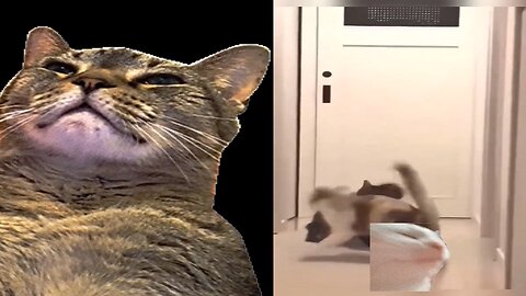 Cats😼From🤼WWE🥊🥇😎