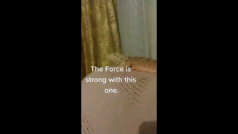 Jedi Moment