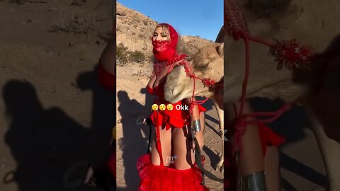 Animals Funny Compilation #funnyanimals #animals #pets #shorts