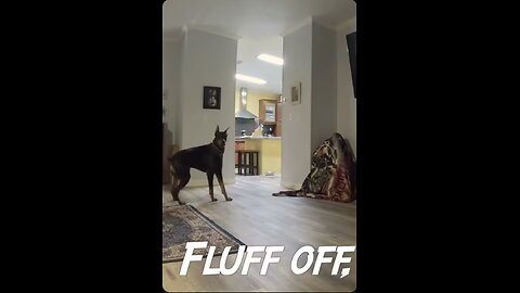 Doberman asks: Where's Daddy?