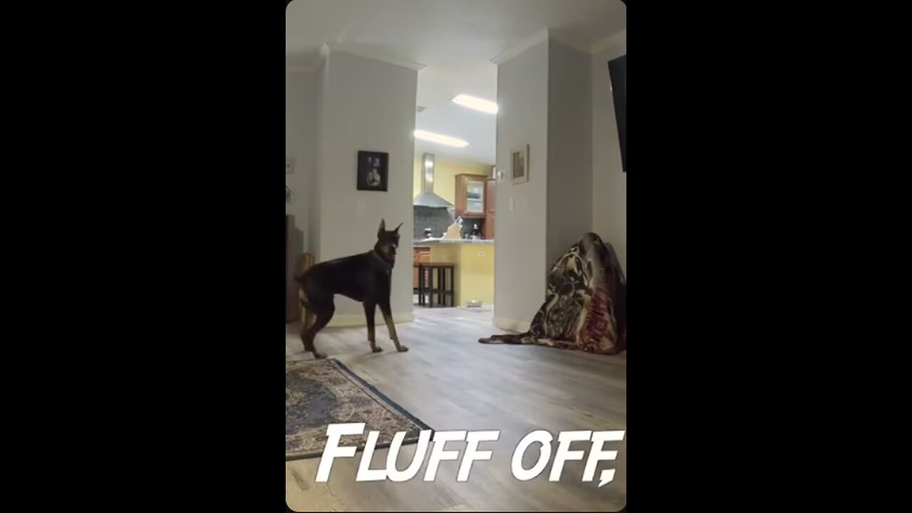 Doberman asks: Where's Daddy?