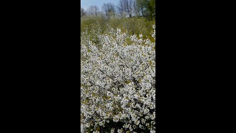 Wild Edible Plants of Indiana