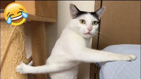 Funniest Cats and Dogs 🐶🐱 | Funny Animal Videos