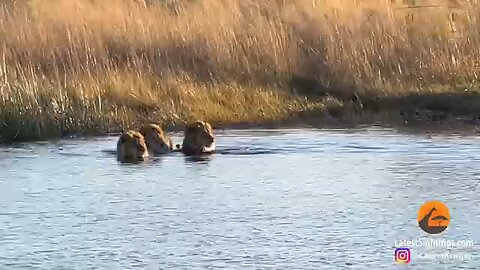 Hippo Attaks To 3 Lion